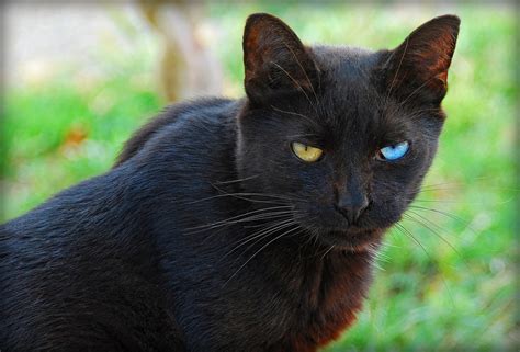odd eyed cat|black cat with green eyes.